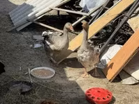 Geese — الصورة 4