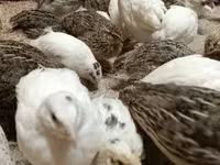 Quails — photo 4