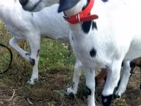 عنزة, Nubian Goat — الصورة 5