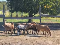 Kos, Cameroon sheep — 2. fotó