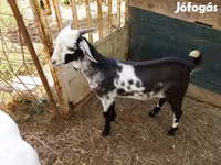 تيس, Nubian Goat — الصورة 1