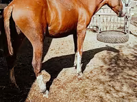 Caballo, Russian Don — foto 2