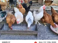 Chickens — 照片 3