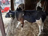 Býk, Russian Black pied cattle — foto 2