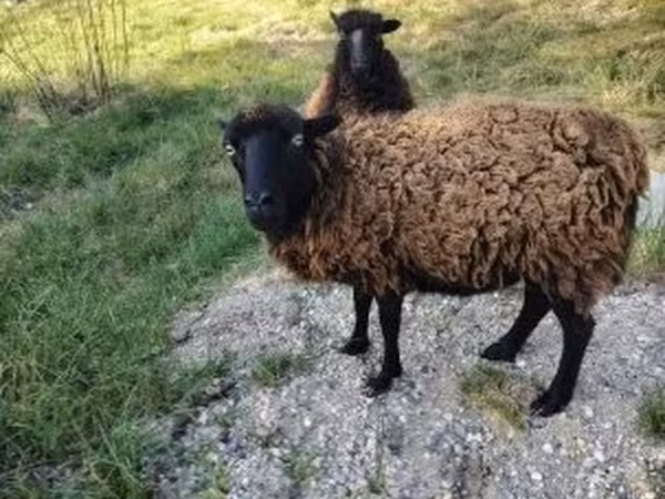 母羊, Ouessant sheep