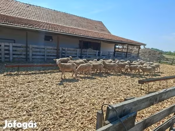 نعجة, Merino sheep