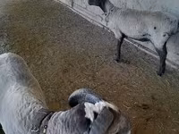 Schafe (Partie, Geschlecht nicht angegeben), Merino sheep — Foto 1