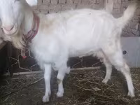 母山羊, Russian White goat — 照片 3