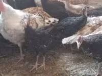 Turkeys — Foto 3