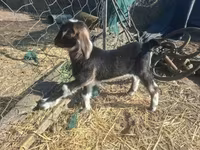 母山羊, Alpine goat — 照片 7