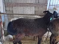 Kos, Blackheaded Persian sheep — 3. fotó