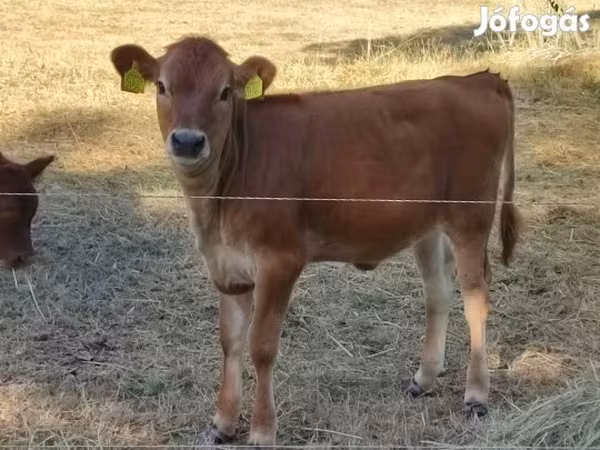 Vaca, Raza Jersey