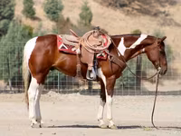 حصان, American paint horse — الصورة 6