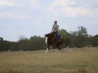 Cheval, Quarter Horse — photo 5