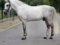Hengst, Falabella — Foto 4
