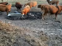 Tehén, Simmental cattle — 1. fotó