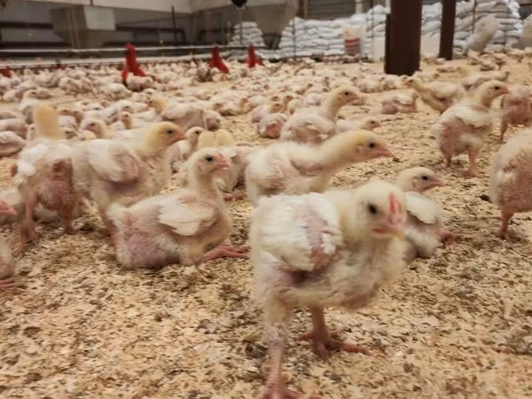 Chickens