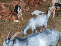 母山羊, Nubian Goat — 照片 4