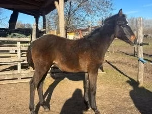 公马, Hungarian horse breed