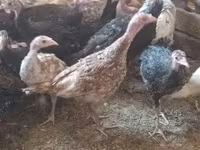 Turkeys — Foto 1