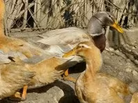 Ducks — 照片 3