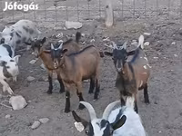 Billy Goat, Pomellata goat — photo 6