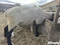 Kos, White Suffolk sheep — 2. fotó