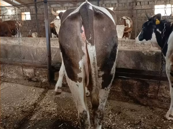 Tehén, Simmental cattle