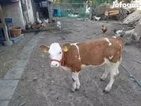 بقرة, Simmental cattle — الصورة 2