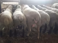 Widder, White Suffolk sheep — Foto 2