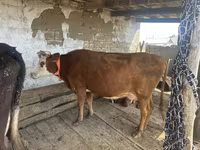 Cow, Latvian Blue cattle — photo 1