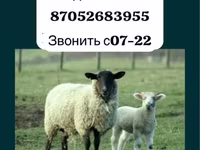Baran, Gorkov sheep — zdjęcie 1