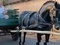 母马, Horses — 照片 4