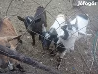 Cabras (lote, sexo no especificado), Cabras — foto 1