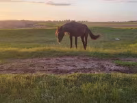 Бие, Kazakh horse — 3-сурет
