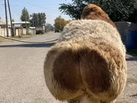 Baran, Arashan sheep — zdjęcie 6