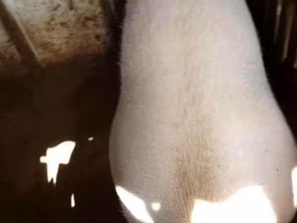 母猪, Pigs