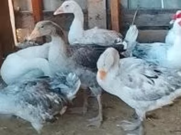 Ducks — Węgry