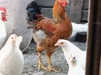 Chickens — 1. fotó