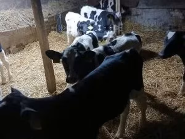 Býk, Russian Black pied cattle — Maďarsko