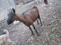 母山羊, Goats — 照片 5