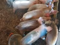 Sow, Pigs — photo 1