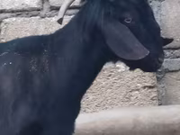 Bak, Anatolian Black goats — 2. fotó