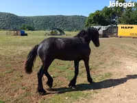 Hengst, Friesian — Foto 5