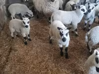 Widder, Cerry Hill sheep — Foto 4