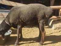 公羊, Sheep — 照片 1