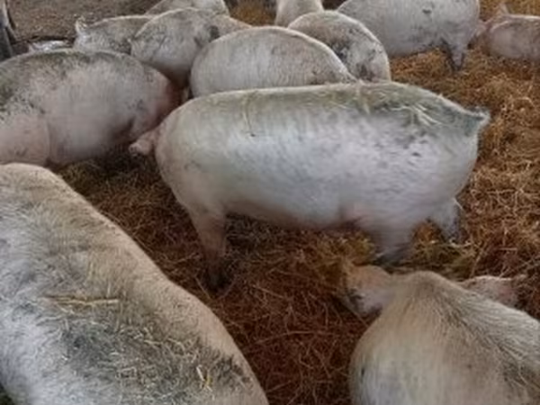 Pigs (batch, sex not specified), Крупная белая