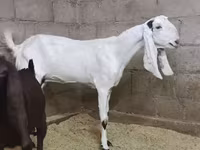 Koza, Kamori goats — zdjęcie 1