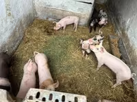Boar — photo 1