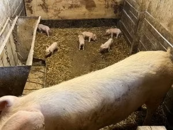 Sow, Крупная белая